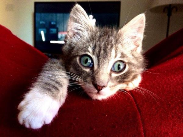 cat3