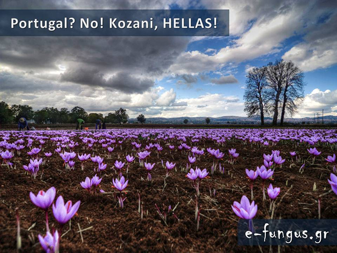 hellas03