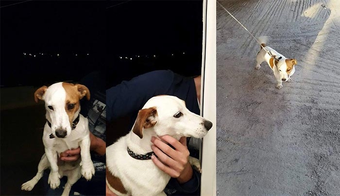 Βρέθηκε Jack Russell γνωρίζετε σε ποιον ανήκει;