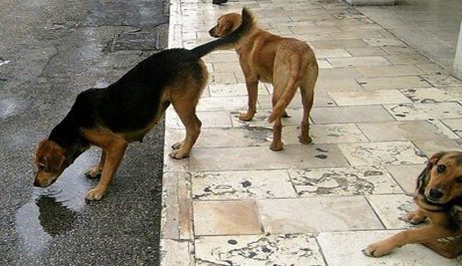 Νομοθετική πρωτοβουλία για την αυστηροποίηση των ποινών που επιβάλλονται σε περιπτώσεις κακοποίησης ζώων