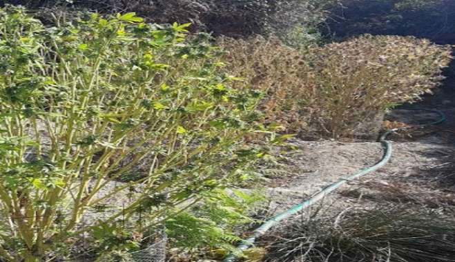Αστυνομικοί του ΑΤ Ηρακλειδών εντόπισαν φυτεία κάνναβης