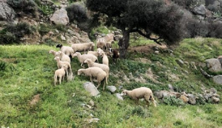 ΠΕΡΙΦΕΡΕΙΑ ΝΟΤΙΟΥ ΑΙΓΑΙΟΥ: Εμφάνιση κρουσμάτων Αφθώδους πυρετού και Ευλογιάς στην Τουρκία