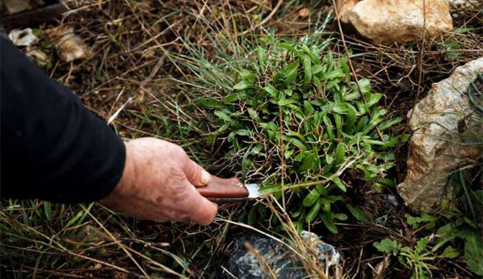 Μαζεύοντας άγρια χόρτα: Πλήρης οδηγός για να τα αναγνωρίσετε