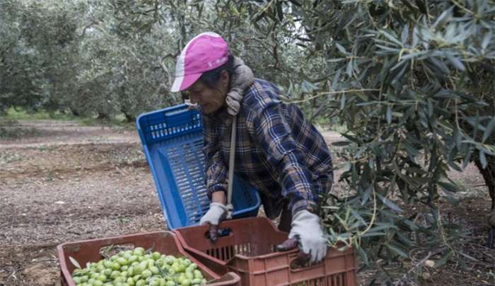 ΑΑΔΕ: Άνοιξε η πλατφόρμα για την επιστροφή ΦΠΑ στους αγρότες ειδικού καθεστώτος