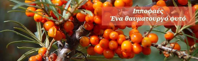 Ιπποφαές...ένας Δυναμίτης Υγέιας!