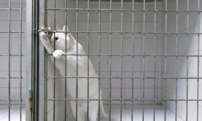 Αυτή η γάτα είναι ο βασιλιάς της απόδρασης! Δείτε γιατί (βίντεο)
