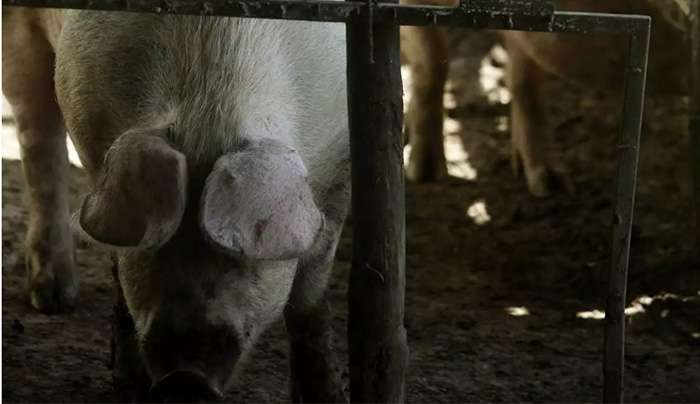 Βρετανία: Νέο στέλεχος της γρίπης των χοίρων βρέθηκε σε άνθρωπο για πρώτη φορά