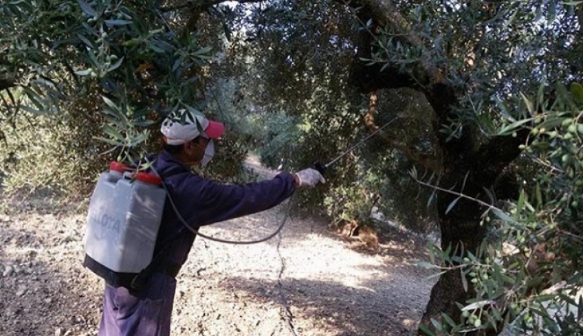 Έναρξη δολωματικών ψεκασμών δακοκτονίας στα νησιά Ρόδο, Κώ, Αστυπάλαια, Τήλο και Κάσο