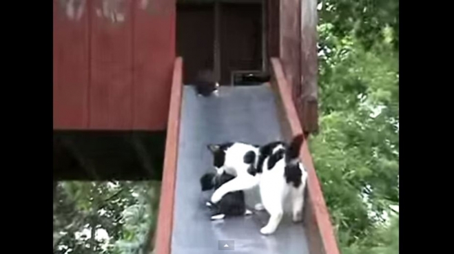 Το μαρτύριο μιας μητέρα γάτας! (Video)