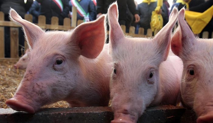 Δημιουργήθηκαν οι πρώτοι μεταλλαγμένοι χοίροι