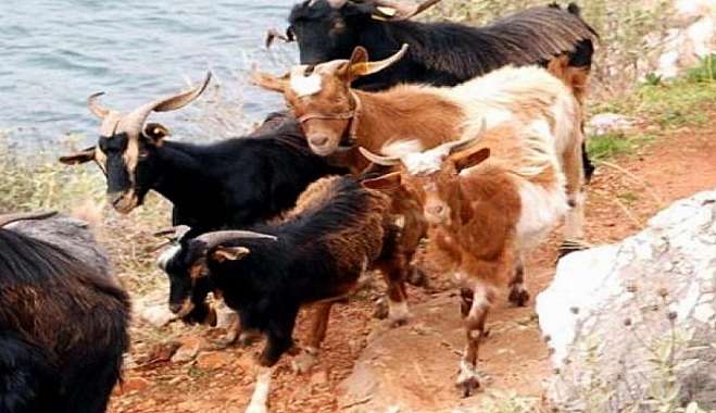 Τουρκικά ΜΜΕ: Το παιχνίδι της Αθήνας “Εποικισμός” βραχονησίδων με… κατσίκες – “Παρατηρητήρια πουλιών” σε νησιά που δεν της…ανήκουν