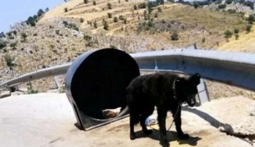 Αποτροπιασμός στην Κρήτη: Συνελήφθη "κηδεμόνας" σκύλου - Είχε το ζώο δεμένο σε βαρέλι, χωρίς τροφή και νερό [εικόνες]