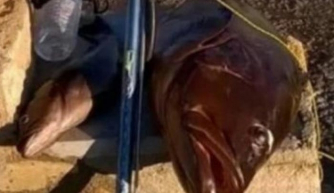 Κρήτη: Έπιασε αυτούς τους ροφούς και τώρα καλείται να πληρώσει πάνω από 1.500 ευρώ