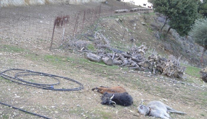 Σκυλιά κατασπάραξαν ζώα σε κτηνοτροφική μονάδα της Κω