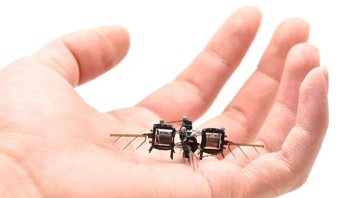 Σμήνη από ρομποτικά έντομα – drones που γονιμοποιούν τα φυτά κατασκευάζει το ΜΙΤ