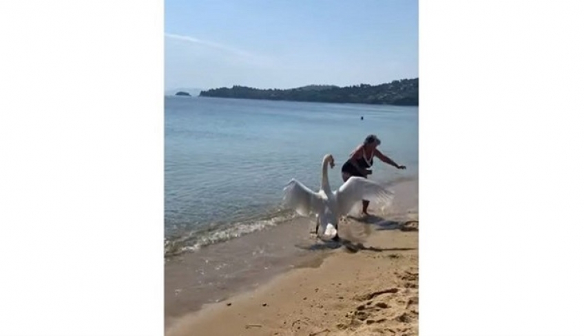 Κύκνος ... εκδικήθηκε τουρίστρια που ήθελε να τον φωτογραφίσει στη Σκιάθο - ΒΙΝΤΕΟ