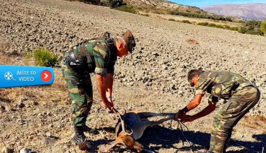 Βίντεο: Ένα ακόμα ελάφι, έσωσαν από βέβαιο θάνατο οι δασοφύλακες της Διεύθυνσης Δασών Δωδεκανήσου