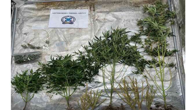Συνελήφθη στη Λέρο ημεδαπός που είχε αναπτύξει εσωτερικού τύπου καλλιέργεια κάνναβης