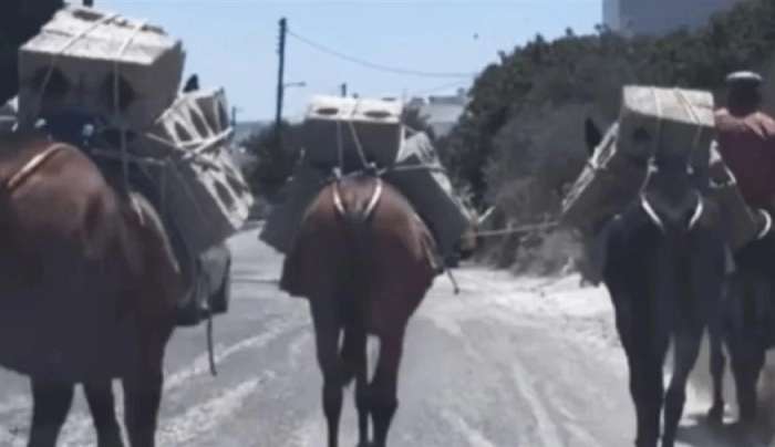 Σοβαρή καταγγελία για κακοποίηση ζώων: Μουλάρια κουβαλούν τσιμεντόλιθους μέσα στον καύσωνα στη Σαντορίνη