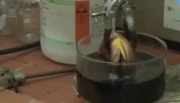 Έτσι γίνεται ένα burger μέσα στο στομάχι μας! (Βίντεο)