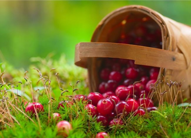 Cranberry: Ο κόκκινος θησαυρός