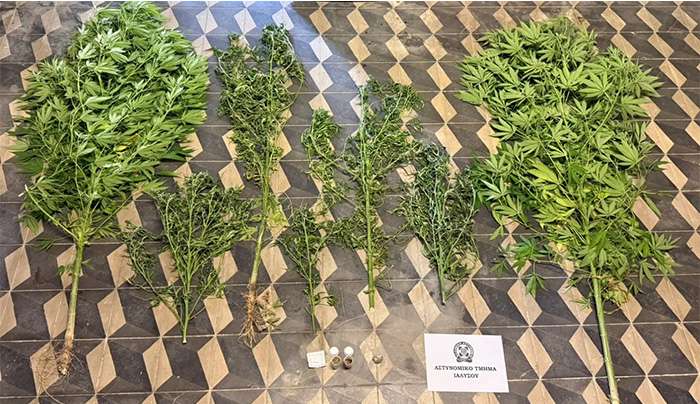 Συνελήφθη 49χρονος ημεδαπός για κατοχή και καλλιέργεια κάνναβης στη Ρόδο