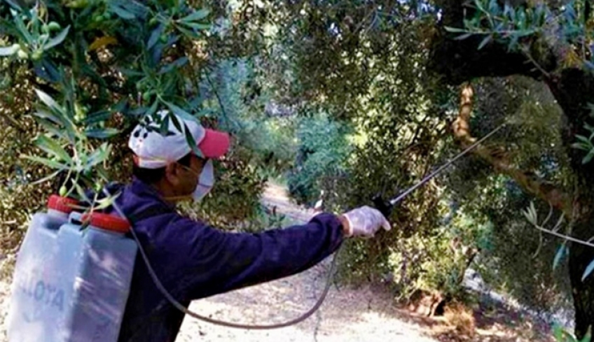Έναρξη δολωματικών ψεκασμών δακοκτονίας στα νησιά Κώ, Κάσο, Αστυπάλαια, Λέρο και Χάλκη