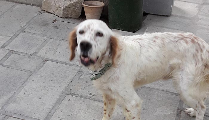 Βρέθηκε το εικονιζόμενο σκυλάκι, γνωρίζετε σε ποιον ανήκει;