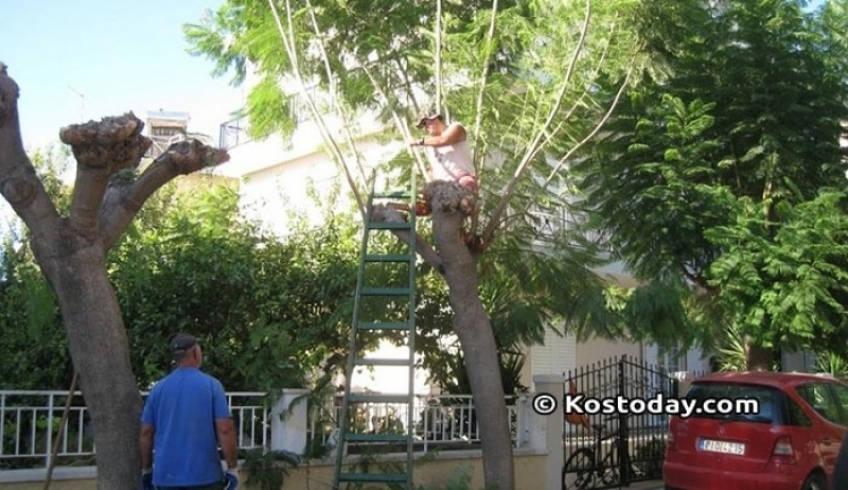 Κλειστό σήμερα τμήμα της Βασ. Παύλου λόγω εργασιών κλαδέματος