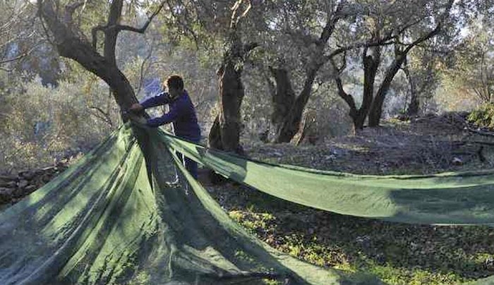 Η Κομισιόν διαθέτει 7 εκατ ευρώ σε έρευνα για το βακτήριο που καταστρέφει τις ελιές