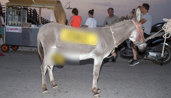 Δημοψήφισμα: Το μήνυμα στο μόριο του γαϊδάρου που έγινε viral - Δείτε τις φωτογραφίες που κάνουν θραύση σε facebook και twitter!