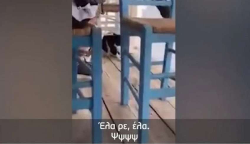Απόφαση - ντροπή για τον 30χρονο που κλώτσησε γατάκι στη θάλασσα: «Δεν ήταν κακοποίηση» (βίντεο)
