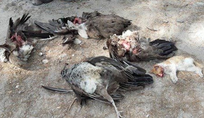 ΠΡΟΣΟΧΗ, σκληρές εικόνες: ΣΦΑΓΗ ΣΤΗΝ ΠΛΑΚΑ... ΕΠΕΙΓΟΝΤΩΣ ΠΛΗΡΟΦΟΡΙΕΣ